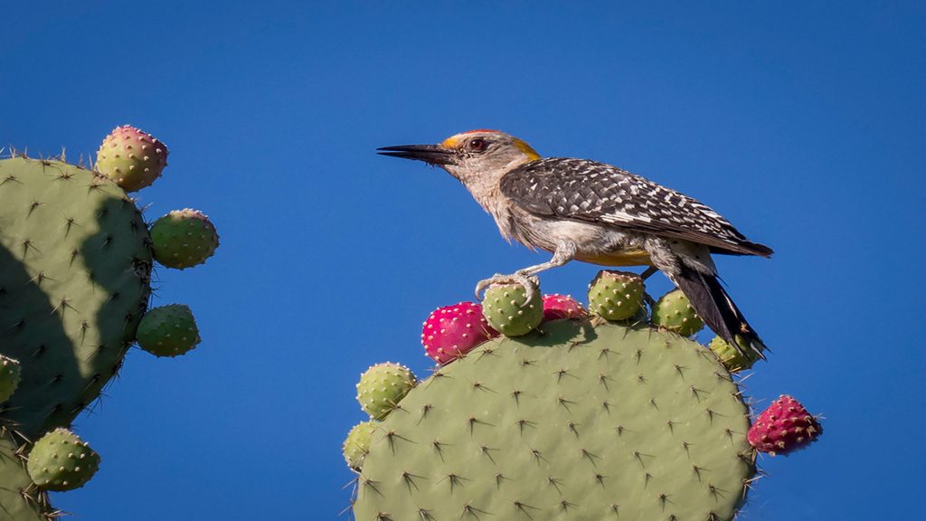 Golden-Fronted-Woodpecker-(2)